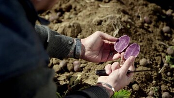 Ο Master Chef με τα τατουάζ Ludo Lefebvre: περί πατάτας