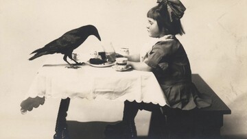 Το κοράκι ως κατοικίδιο ;