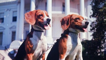 Υπήρξαν 25 πρόεδροι στο Λευκό Οίκο που είχαν ουρά. Έχουμε τα ντοκουμέντα.