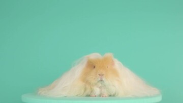 Καλλωπίζοντας ένα ινδικό χοιρίδιο