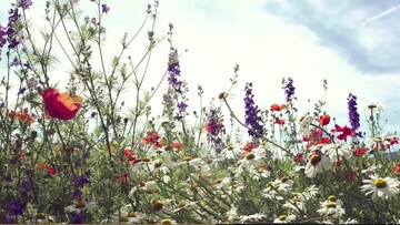 Ο μυστικός κήπος του ράντσου Ford είναι απλώς ανυπέρβλητος