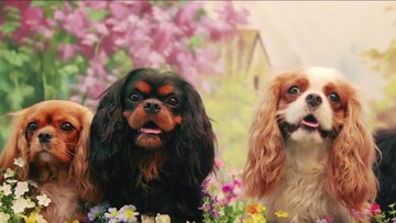 Μία ξεκαρδιστική γνωριμία με τα Cavalier King Charles Spaniel