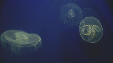 Η μέδουσα και άλλες οικογενειακές ιστορίες