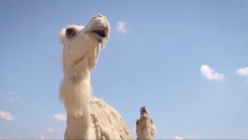 Γάλα καμήλας: η νέα σούπερ τροφή