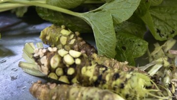 Το wasabi που τρώμε δεν είναι αληθινό