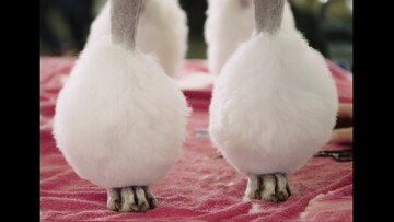 Τα πάνω και τα κάτω της ζωής σε ένα διαγωνισμό σκύλων