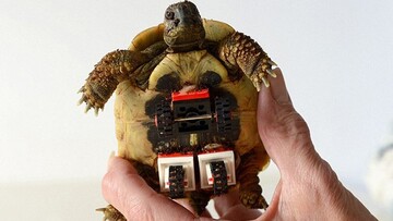 Ανάπηρη χελώνα ξαναπερπατά με ρόδες από Lego