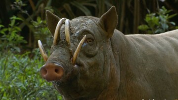 Το αγριογούρουνο babirusas έχει κυνόδοντες που τρυπούν το κρανίο του