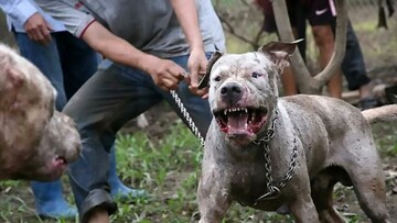 Μέσα στο σκοτεινό σύμπαν των παράνομων κυνομαχιών