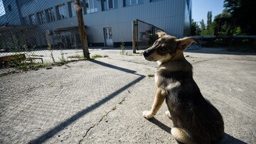 Τα αδέσποτα σκυλιά του Τσερνόμπιλ