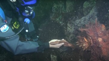 Ένας δύτης προσφέρει το χέρι του σε ένα γιγαντιαίο χταπόδι. Δεν θα πιστεύετε πώς αντιδρά.