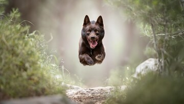 Όταν οι σκύλοι προσπαθούν να πιάσουν στον αέρα ένα φρίσμπι