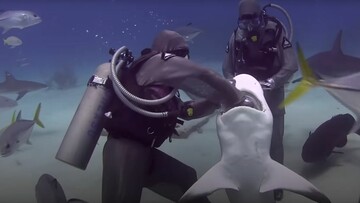 Μια γυναίκα έχει αφαιρέσει πάνω από 300 αγκίστρια μέσα από τα σαγόνια καρχαριών