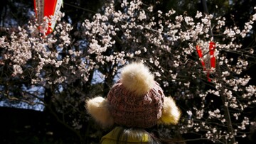 9 φωτογραφίες απ' τις φετινές ανθισμένες κερασιές