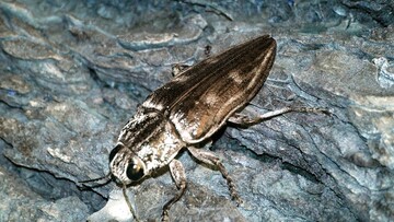 "Αναζητώ το χρυσάφι του χρόνου"