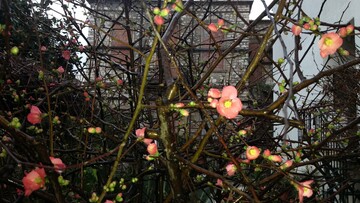 Μικρή Ασυμφωνία εις Α Μείζων*