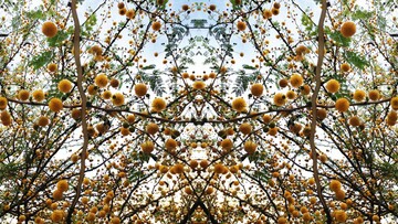 Οι γαζίες του Παγκρατίου σε πλήρη άνθιση