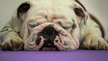 Τα σκυλιά (και οι γάτες) του Westminster Kennel Club Dog Show