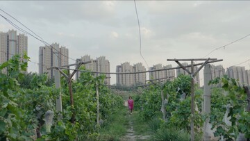 Στους αμπελώνες της Κίνας