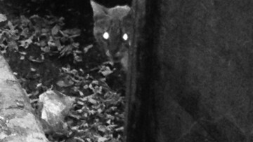 Να και μια γάτα που γλύτωσε από τον Τσαγκαρουσιάνο !