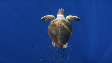 Δείτε το απίθανο prequel του BBC για το Blue Planet II