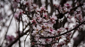 Οι πρώτες ανθισμένες αμυγδαλιές της χρονιάς
