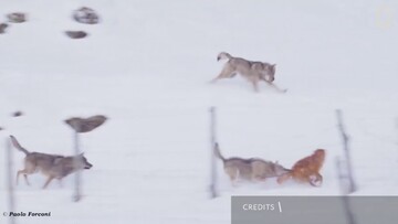 Γιατί αυτοί οι λύκοι καταδιώκουν ένα σκύλο, αλλά δεν ενοχλούνται από ένα άλογο;