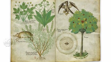 Tractatus de herbis: η σπουδαιότερη πραγματεία της παγκόσμιας βοτανολογίας στη Βρετανική Βιβλιοθήκη