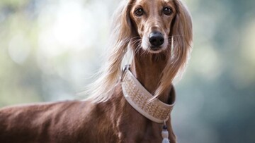 Γιατί τα σκυλιά με pedigree είναι τόσο ακριβά;