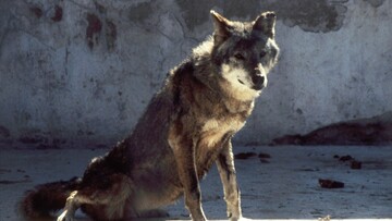 "'Ενας λύκος στην οικογενειά μου".