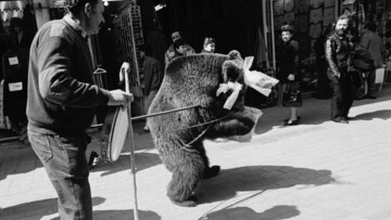 Η τελευταία αρκούδα "χορεύτρια" της Αθήνας