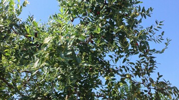 Κι όμως, υπάρχουν ακόμη τζιτζιφιές στις Τζιτζιφιές !