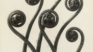 Ο τεράστιος φωτογράφος Karl Blossfeldt, που λίγοι αγαπούν και ξέρουν