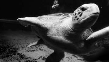 Trap. Σπύρος Ζερβουδάκης.