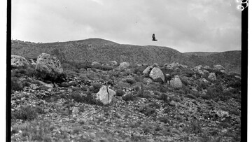 Fred Boissonnas: Νυχτοπούλι στη Κεφαλλονιά του 1912