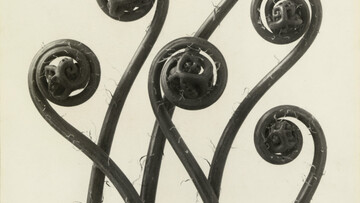 Ο τεράστιος φωτογράφος Karl Blossfeldt, που λίγοι αγαπούν και ξέρουν