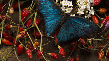 Οι Πύλες του Παραδείσου. Νίκος Τριανταφύλλου.