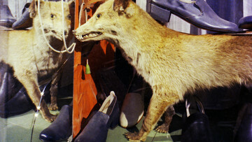 "Μισός αλεπού"