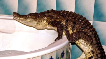 Κροκόδειλος στη μπανιέρα ! Στέλιος Καρασταμάτης.