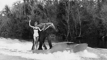 Queenie, το ελεφαντάκι που έκανε θαλάσσιο σκι.