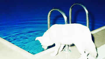 Η Carla Bruni στην Αθήνα. Το ελληνικό Μιλένιουμ (3).