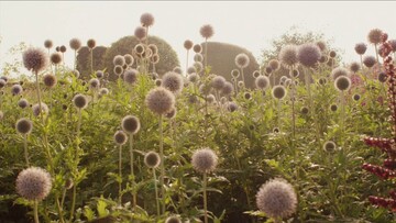 Στον άγριο κήπο του Piet Oudolf
