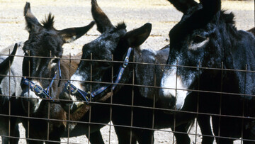 Το γηροκομείο γαϊδουριών του πρίγκιπα Σαντρουντίν Αγά Χαν