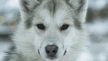 O ήλιος επιστρέφει στη Γροιλανδία