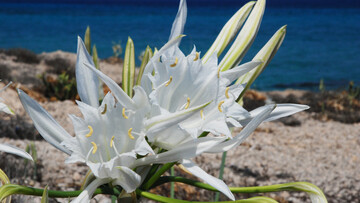 Τα κρινάκια στο Γυαλί
