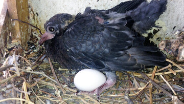 Ενηλικίωση