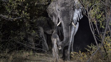 Φωτογραφίζοντας άγρια ζώα με κρυφές κάμερες