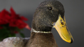 ? Χριστουγεννιάτικες Ιστορίες ? Μπλιουμπλιού, ο πάπιος