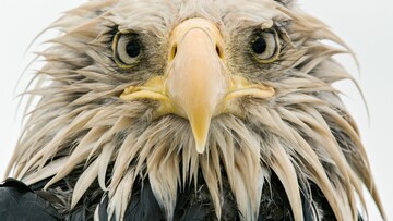 13 εικόνες που ξεχώρισαν στον διαγωνισμό φωτογραφίας Άγριας Φύσης 2017