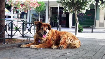 Το ντοκιμαντέρ για τα αδέσποτα σκυλιά στην Αθήνα της κρίσης